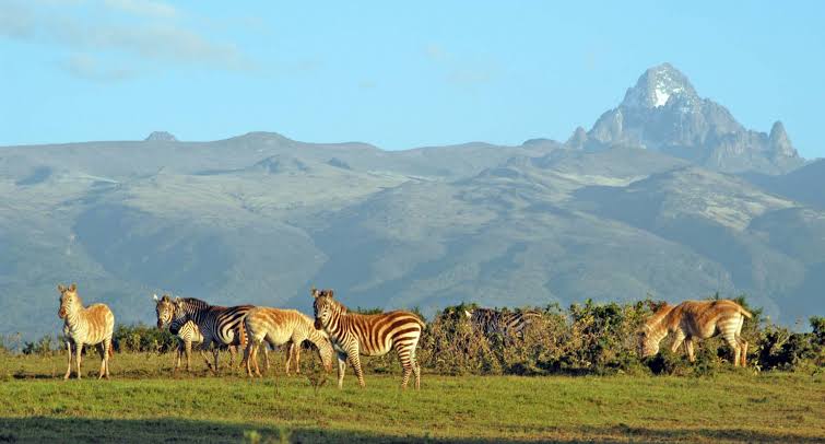 Mount Kenya National Park — rhino conservation